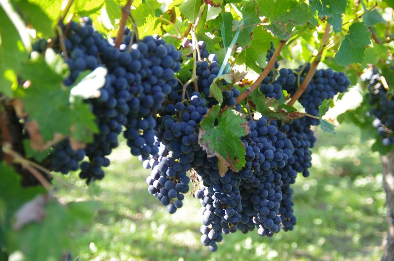 Clos De Bertinat Saint-Sulpice-de-Faleyrens ภายนอก รูปภาพ