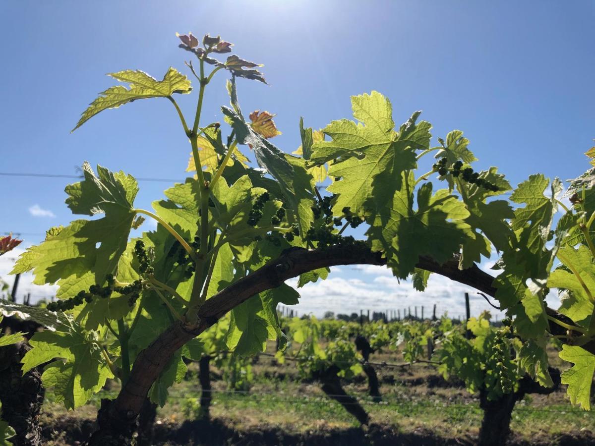 Clos De Bertinat Saint-Sulpice-de-Faleyrens ภายนอก รูปภาพ