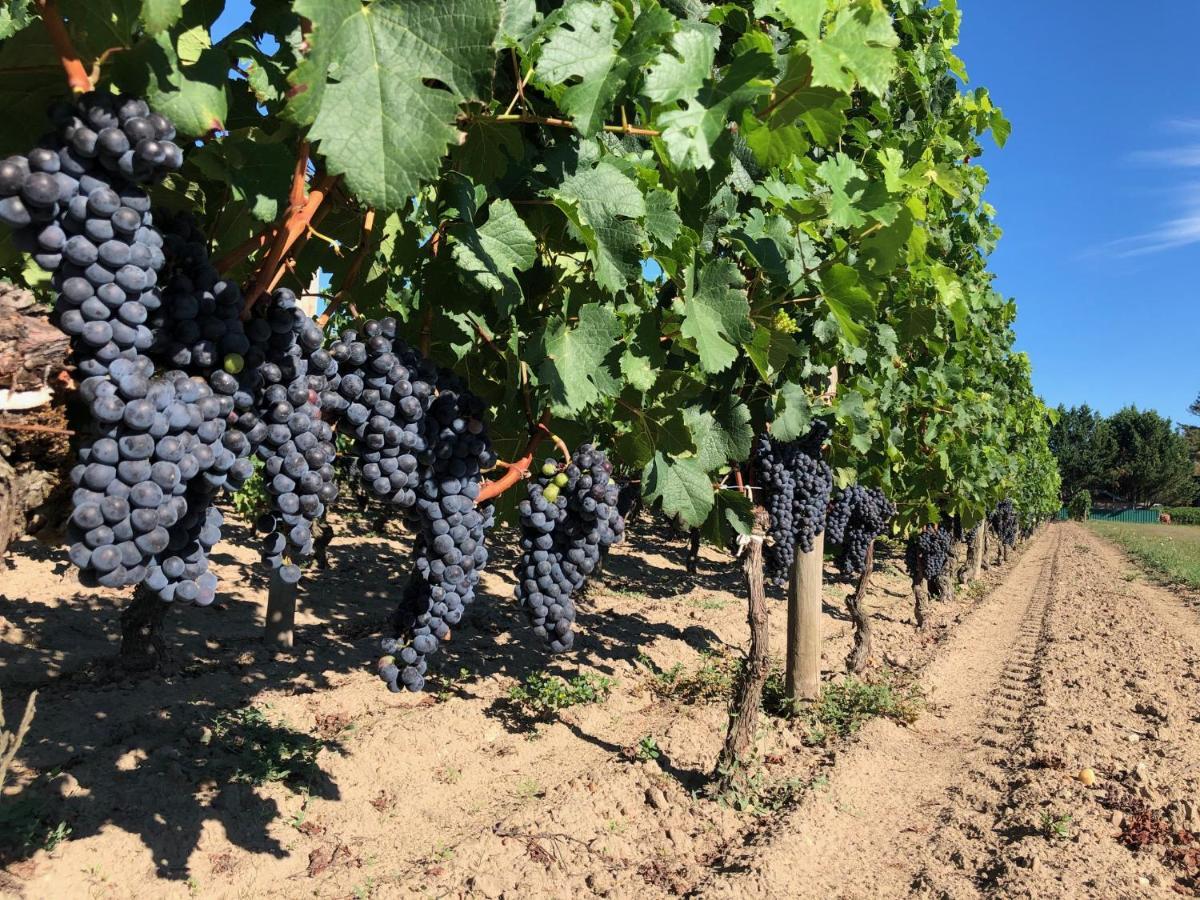 Clos De Bertinat Saint-Sulpice-de-Faleyrens ภายนอก รูปภาพ