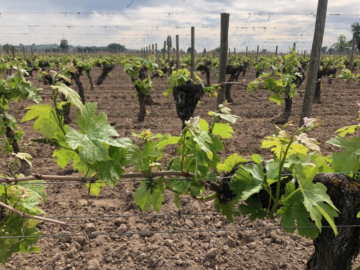 Clos De Bertinat Saint-Sulpice-de-Faleyrens ภายนอก รูปภาพ