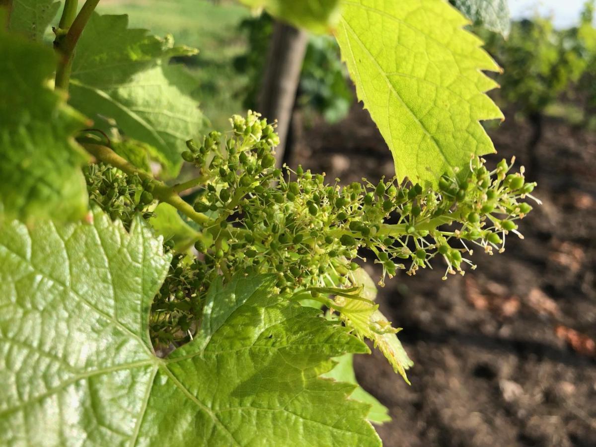 Clos De Bertinat Saint-Sulpice-de-Faleyrens ภายนอก รูปภาพ